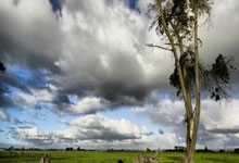 关于内马尔连续十五场比赛得分超过败北，公牛挑战极限！的信息